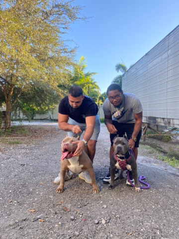 American Pit Bull Terrier – American bullie xl puppies