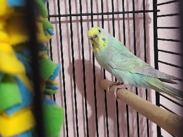 Parakeet with cage and toys