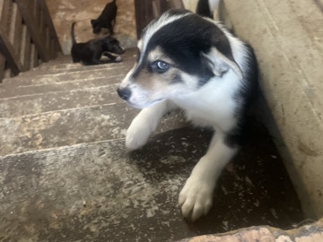 German Shepherd – Adorable German Shepherd Puppy for Sale – 9 Weeks Old – Gary