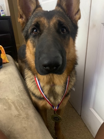 German Shepherd – ceaser