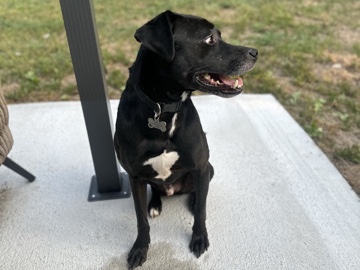 All - baby needs a new home available for adoption in Washington