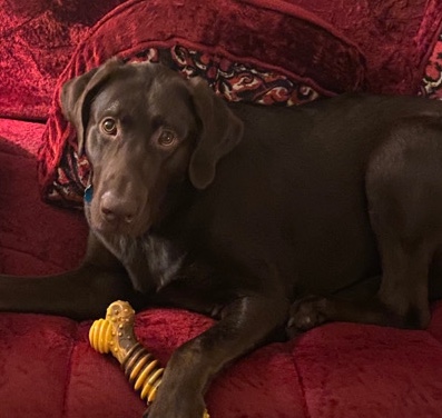 Labrador Retriever – Loving 9month old lab