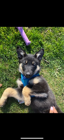 German Shepherd – pure bread German Shepherd