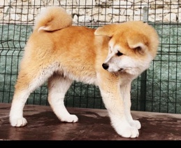Akita – Japanese Akita puppies