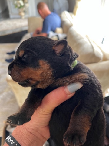 Rottweiler – pedigree chunky Rottweiler pups