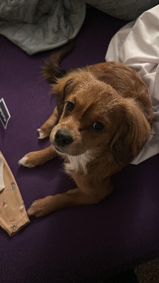 Cavapoo – A very energetic puppy – Lancaster