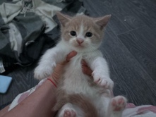 4 Adorable Kitten Available – 8 Weeks Old – Doncaster – Doncaster