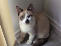 Abyssinian – snowshoe – Birmingham
