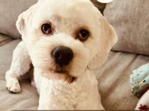 sweet cocker spaniel/Bichon Frise