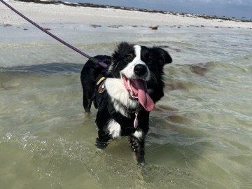 Border Collie – Princess Cleo ❤️ – Port Richey