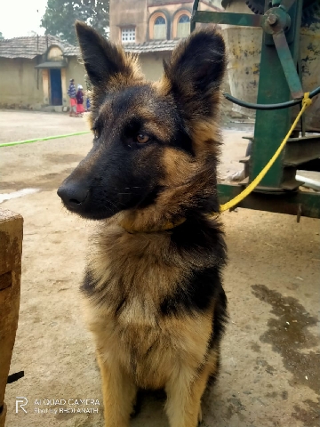 German Shepherd – Pratap Mahato