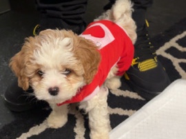 Cavapoo – New Home Cavapoo – South Bend