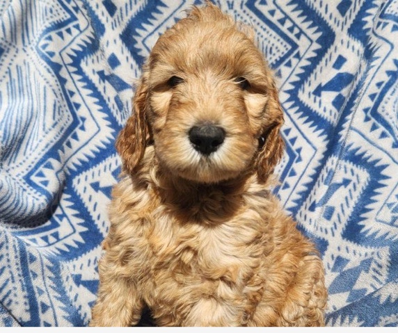 Labrador Retriever – F1B Labradoodle