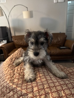 Miniature Schnauzer – Meet AKC Lady – Lawrenceville