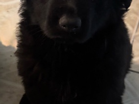 German Shepherd Puppies