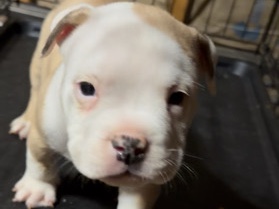American Pit Bull Terrier – Adorable American Pit Bull Terrier Puppy – 10 Weeks Old – Columbia