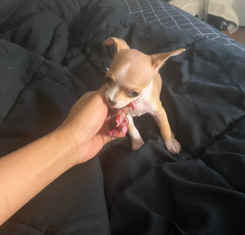 Chihuahua – Female Chihuahua Pup