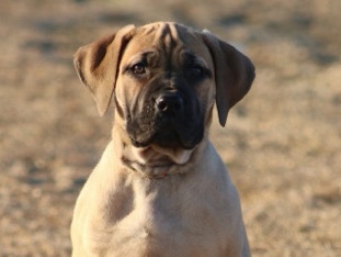 Boerboel – Gorgeous AKC South African Boerboel Female Puppy - Rainbow (Wasilla, Ak) – Wasilla