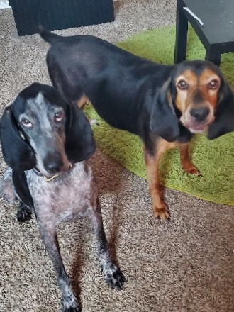 Black and Tan Coonhound – Coonhounds need a new home