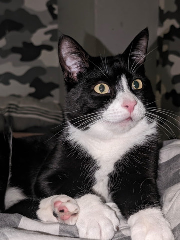 British Shorthair – rehome