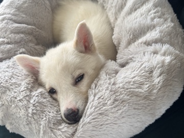 Siberian Husky – Witte Siberian Husky teef pup – Moerkapelle