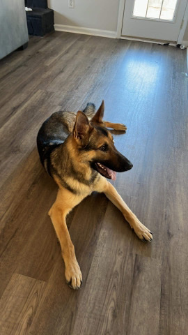 German Shepherd – German shepherd