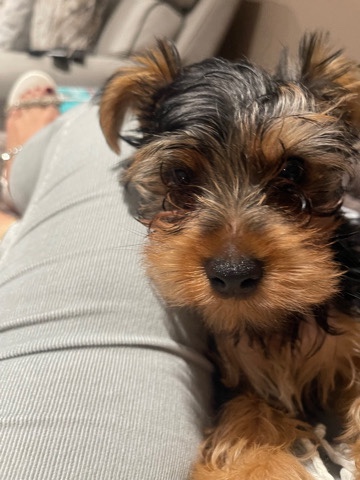 Yorkshire Terrier – jack – Stamford
