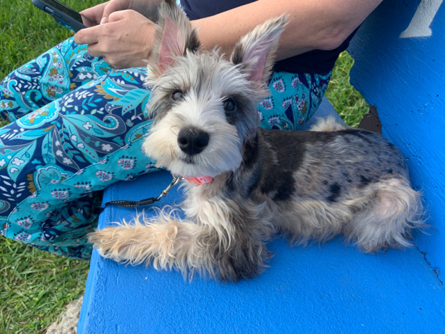 Miniature Schnauzer – schnauzer puppy