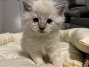 Ragdoll – Ragdoll kittens for sale – Hardeeville