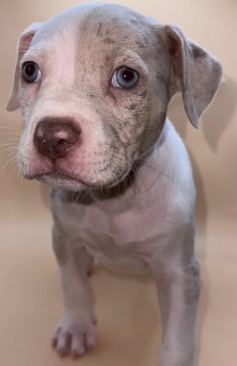American Bulldog – beautiful American bully