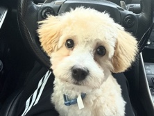 Maltipoo – maltipoo male – Fresno