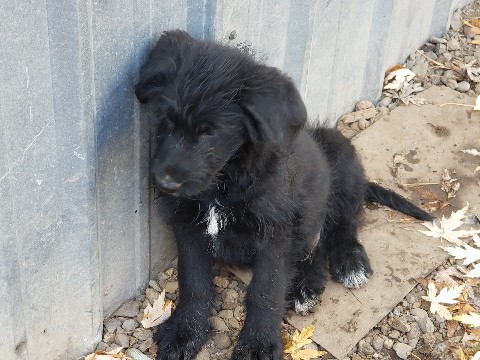 Shepadoodle – free puppies – Lebanon