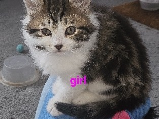 All - 4 beautiful fluffy kittens  available for adoption in Cannock