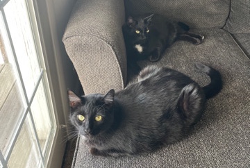 American Shorthair – 2 Cats