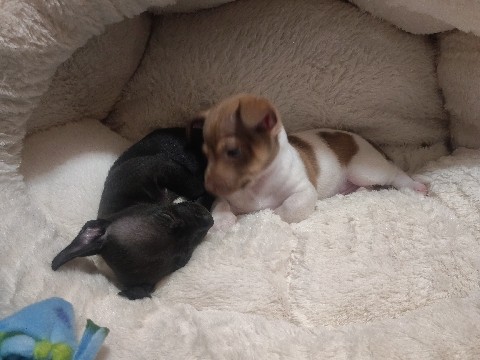 Chihuahua – perfect little babies – Hopkins