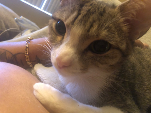 Russian White, Black and Tabby – Free Cat