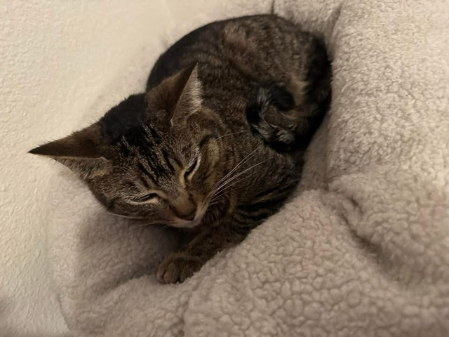 looking for a home for Honeybee – Seattle