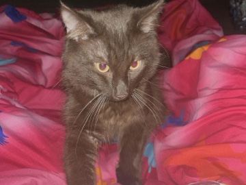 Maine Coon – Domestic Cat for sale – Rosenberg