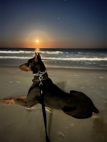 Doberman Pinscher – Doberman pinscher