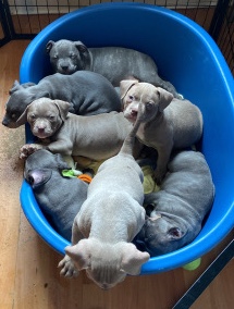 American Bulldog – American bully pups