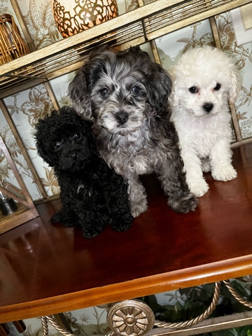 Poodle – poodle mixed puppies – Ocoee