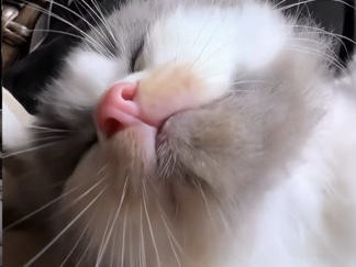 Persian (Modern) – persian kittens – Chantilly