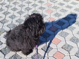 Bolognese - Bolonka Rüde 19 Wochen  available for adoption in Munich