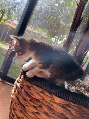American Bobtail – playful cute kitten