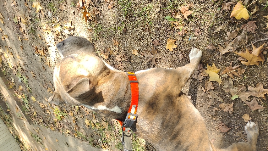 Female Brindle Pit In Need of Loving Family