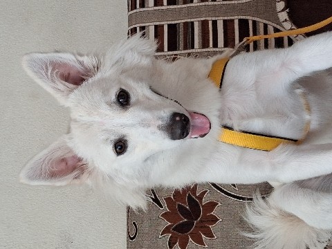 Pomeranian – pomeranian leo male dog – Kamrej