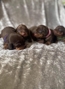 Miniature dachshund