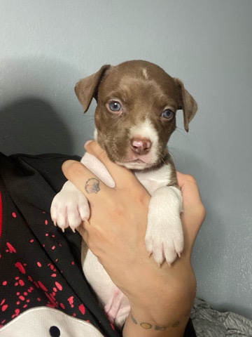 blue nose pit puppies