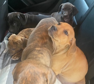 American Pit Bull Terrier – 9 week bully pups