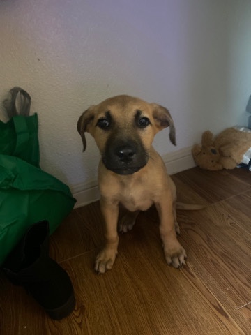 dog